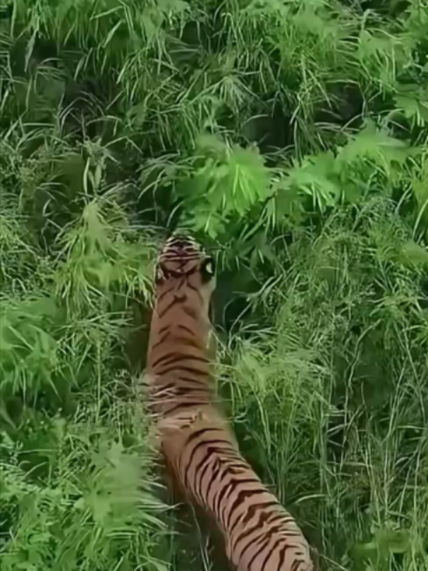 @Mundo dos Animais