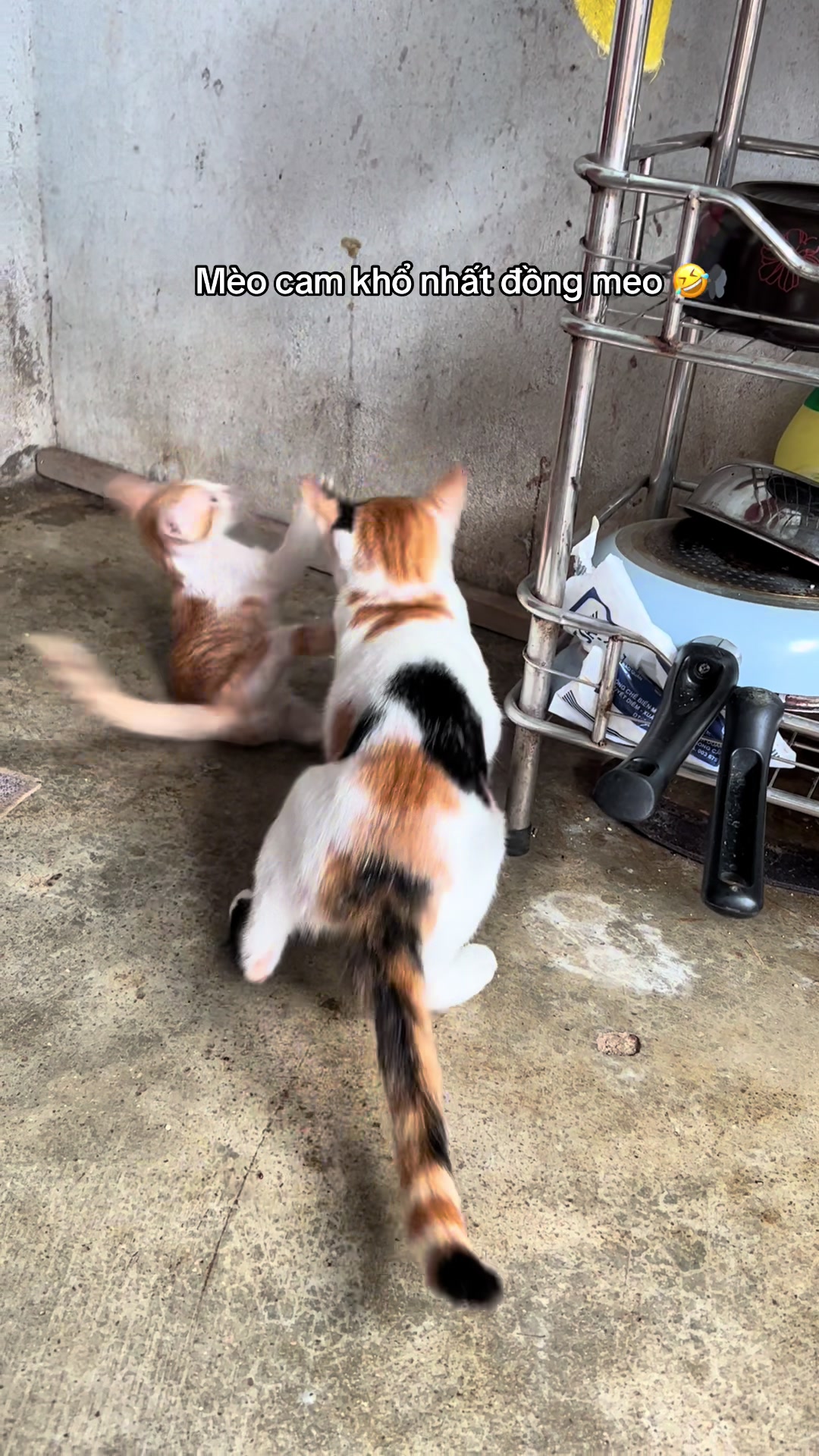 @Ba bé mèo và một bé chó