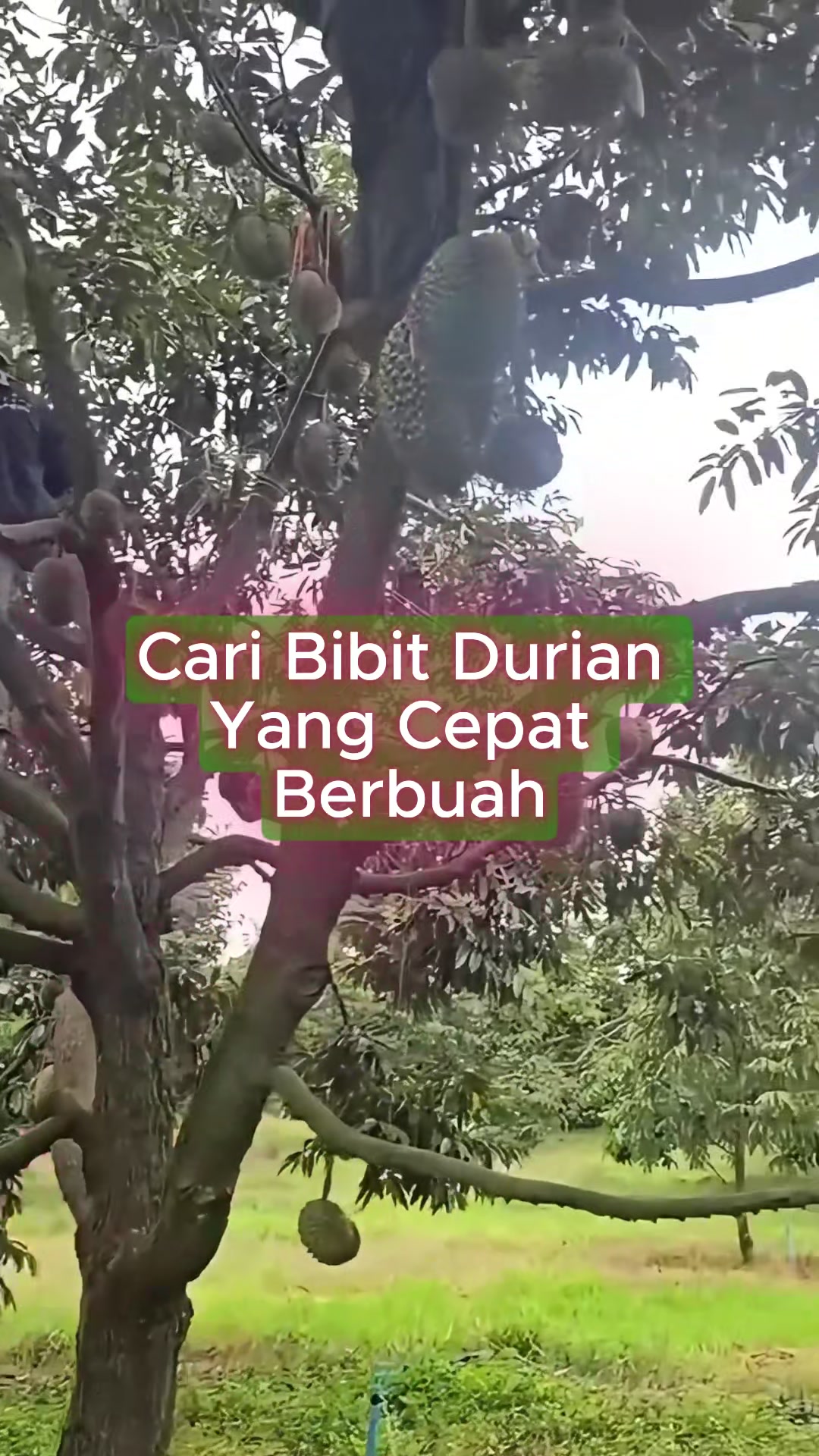 @RATU BIBIT