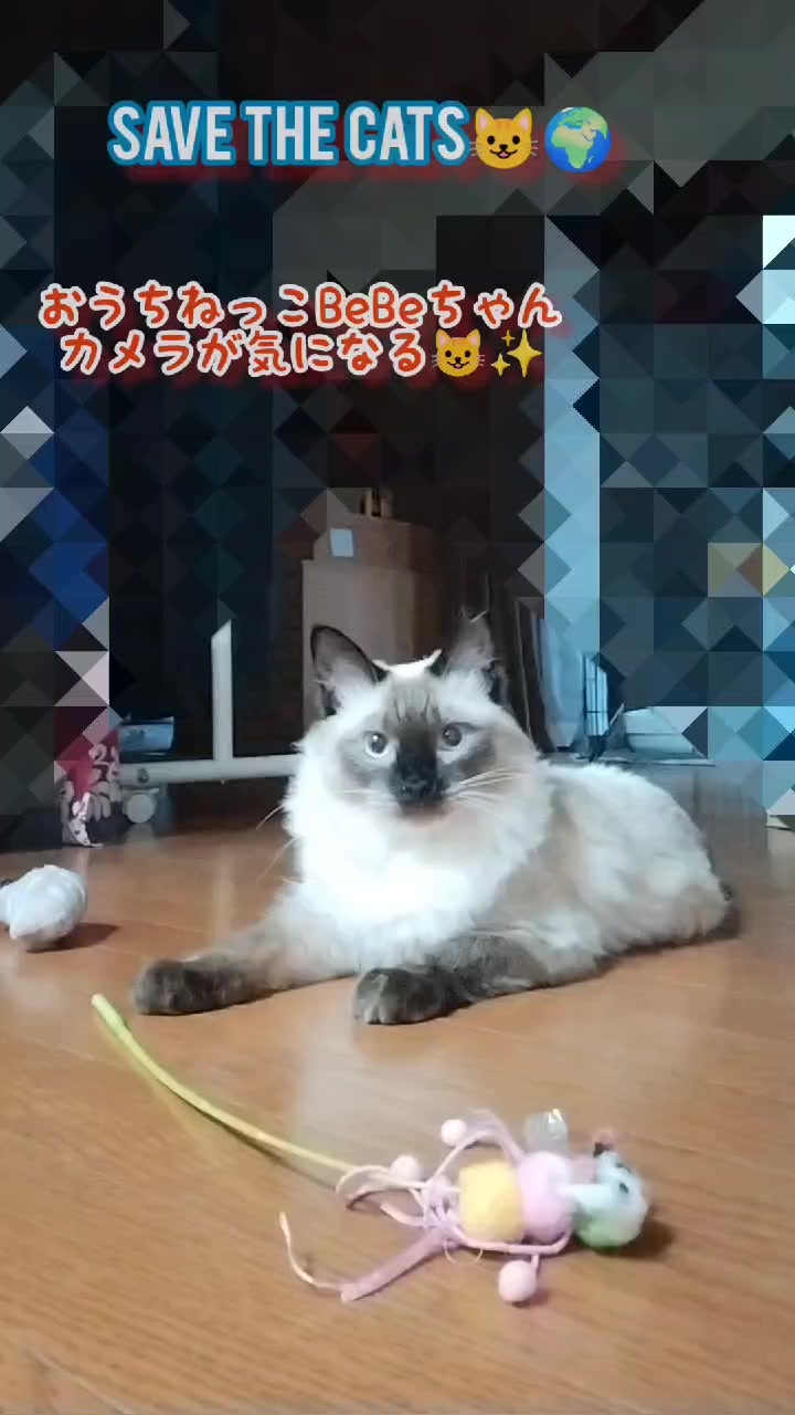 @あきの軍艦巻き😺 🐾 aki🐾