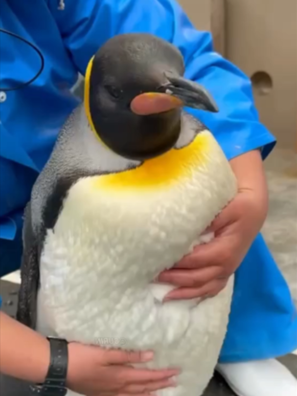 @Mundo dos Animais