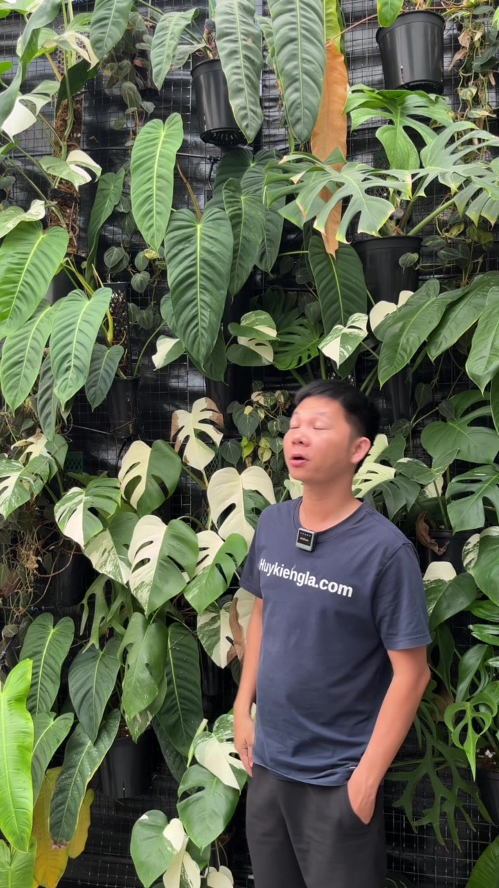 @Huy Kiểng L&aacute;