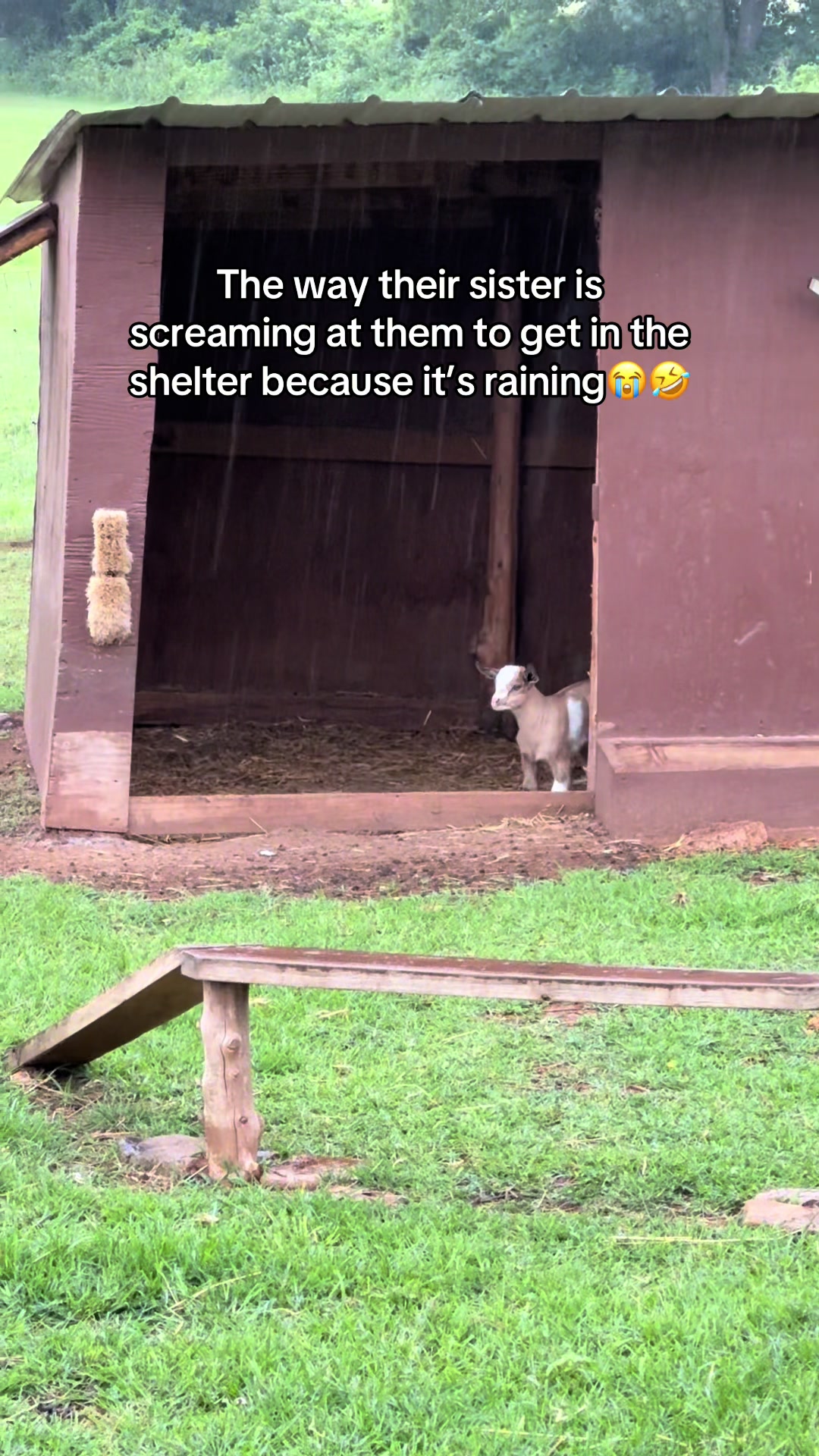 @Momma Tay🐐🐓👩🏼&zwj;🌾💕