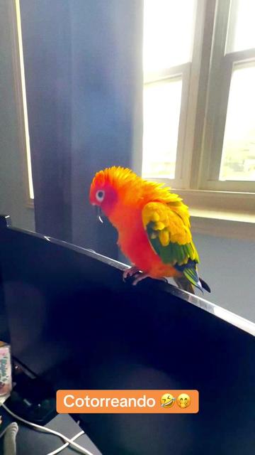 @Mango 🦜La cotorra solar