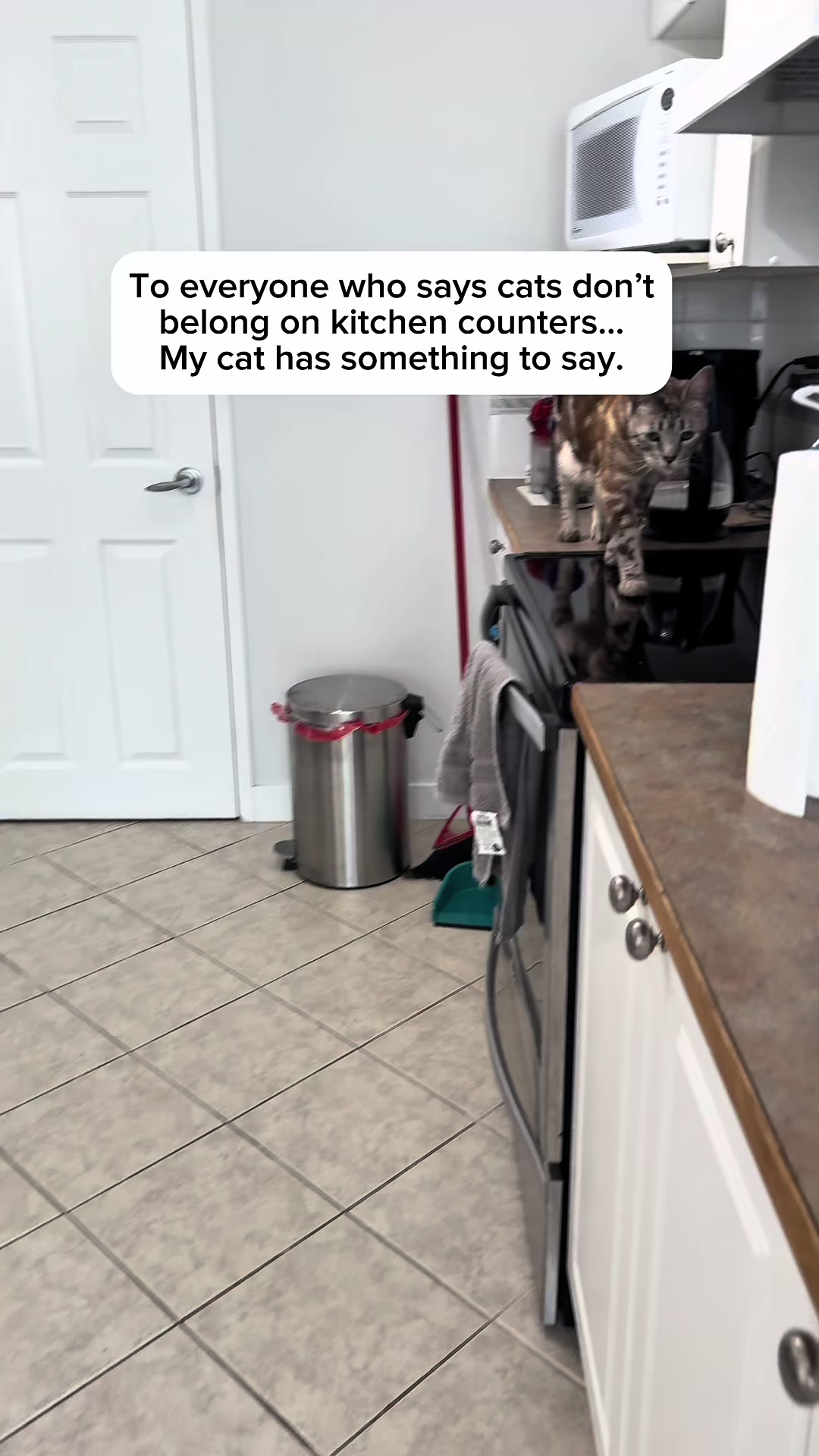 @Three Nawty Cats