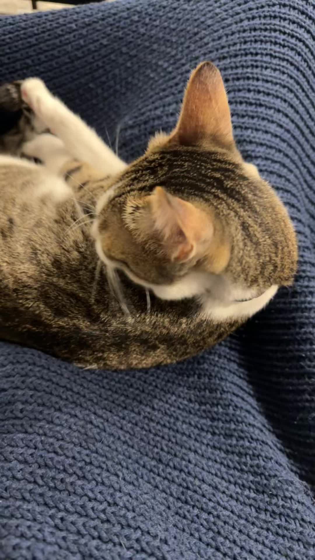 @Mahbooba The Cat