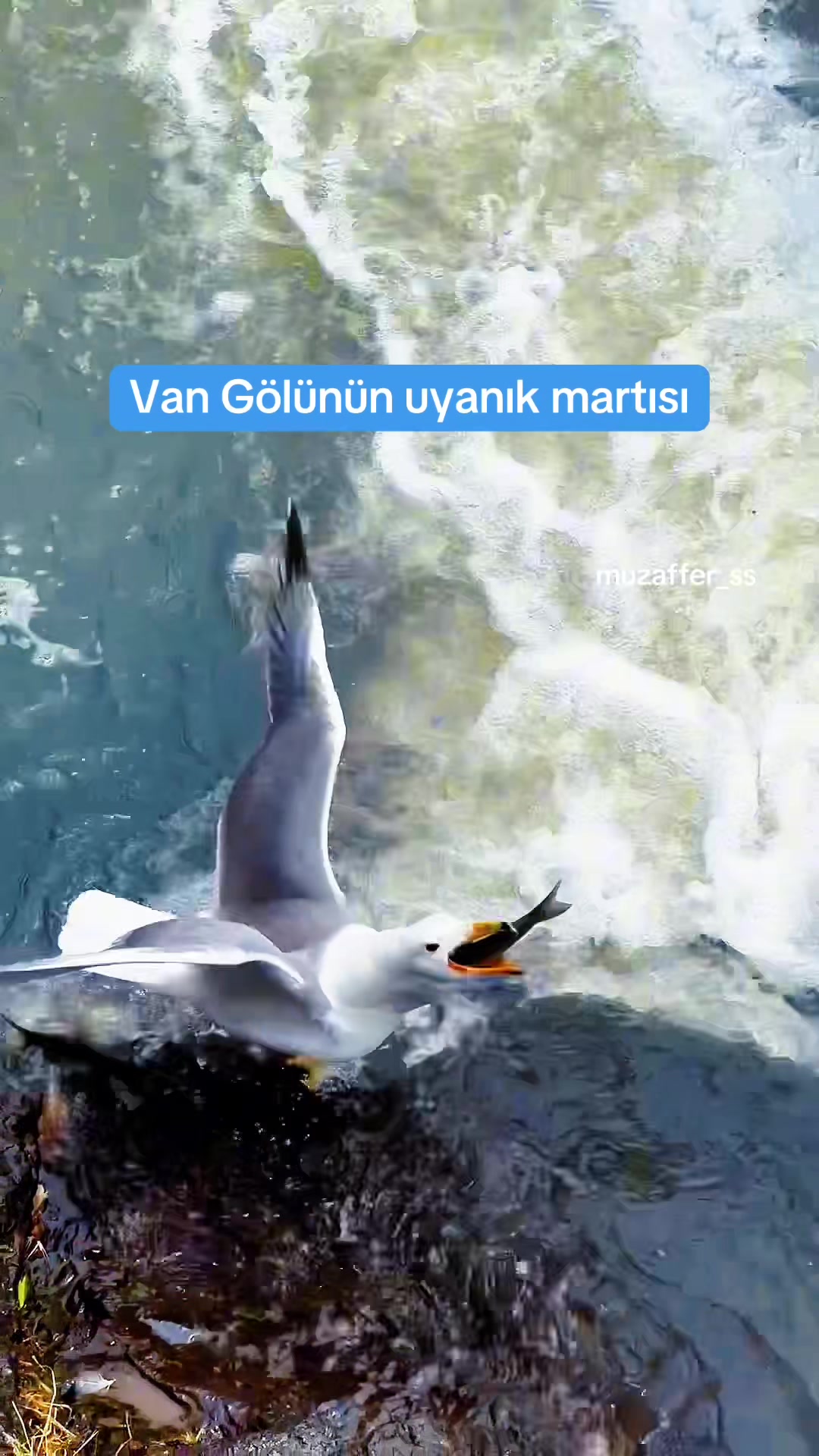 @Muzaffer Salcıoğlu