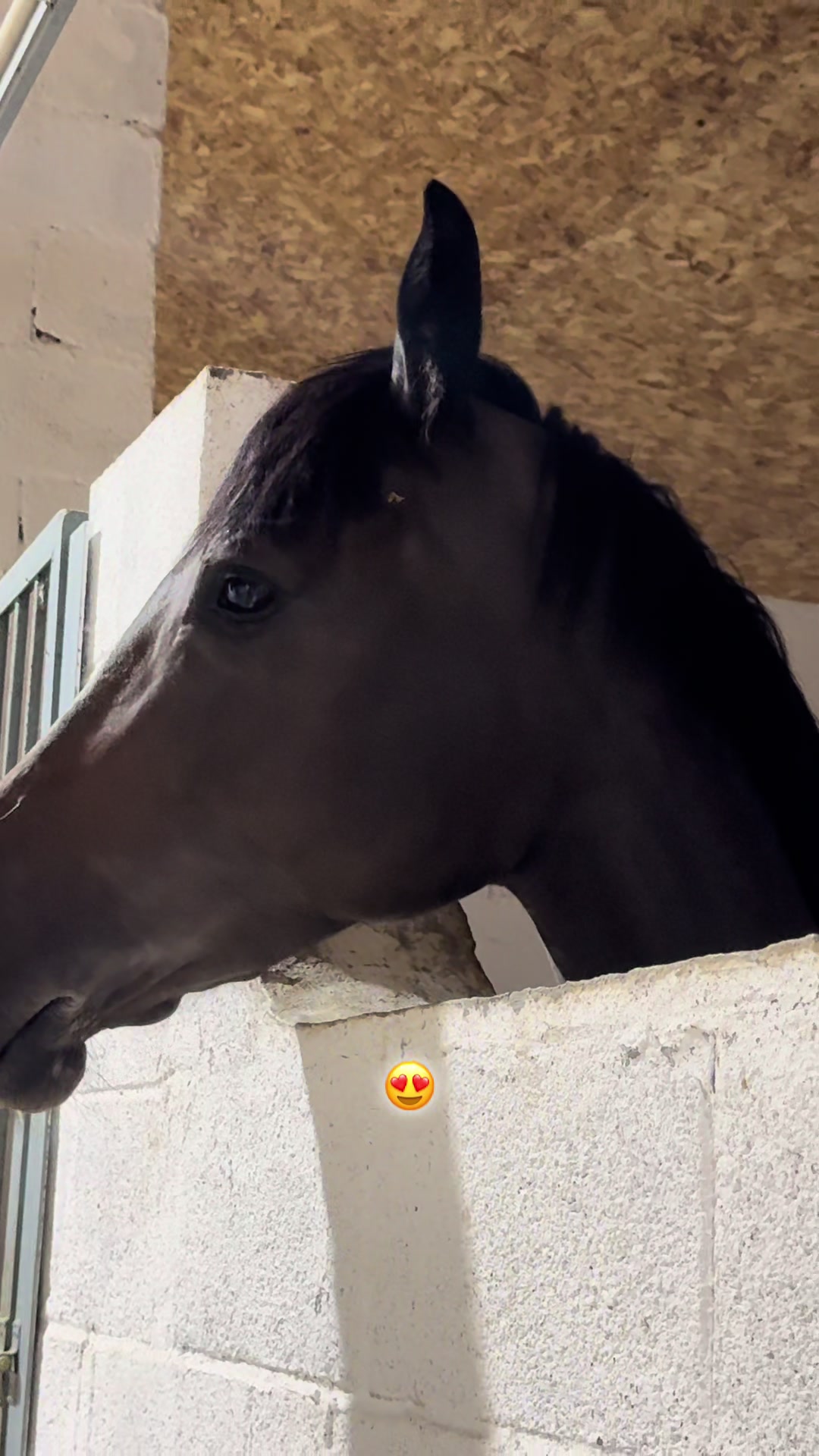 @🐎Ева🐎
