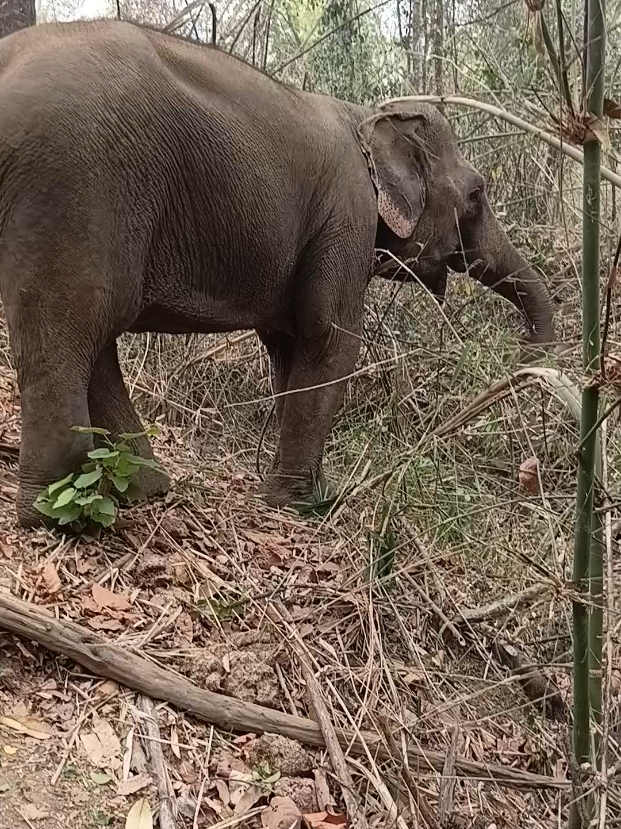@LuangPrabang Elephant New Home