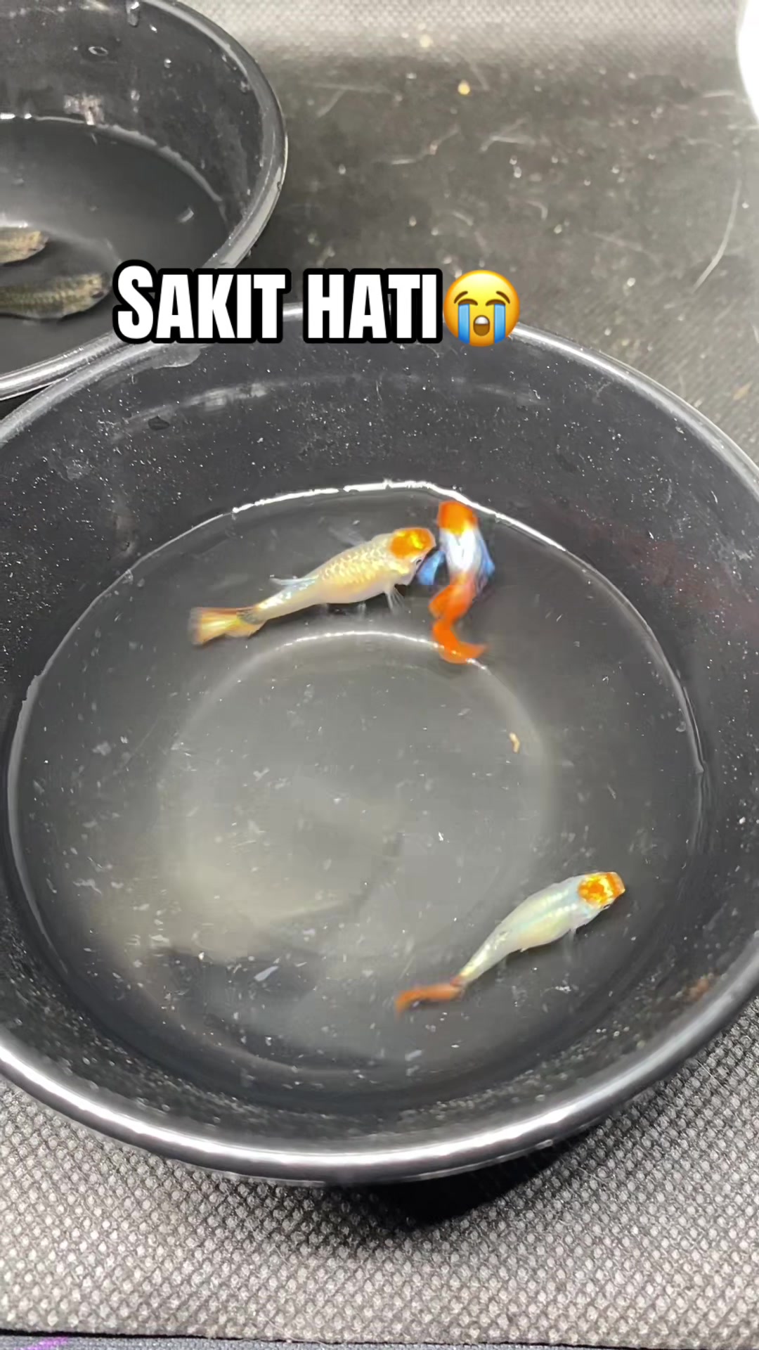 @RULL GUPPY??