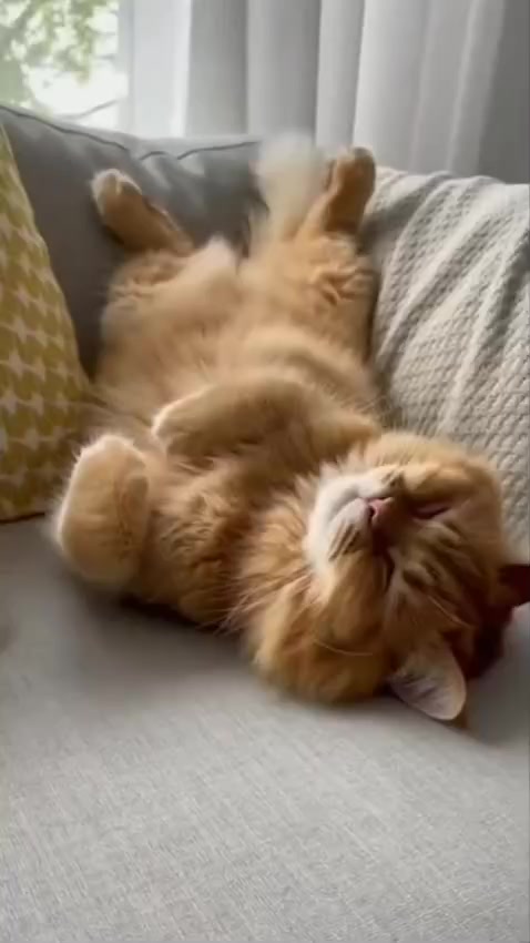 @#NDAnya Kucing#