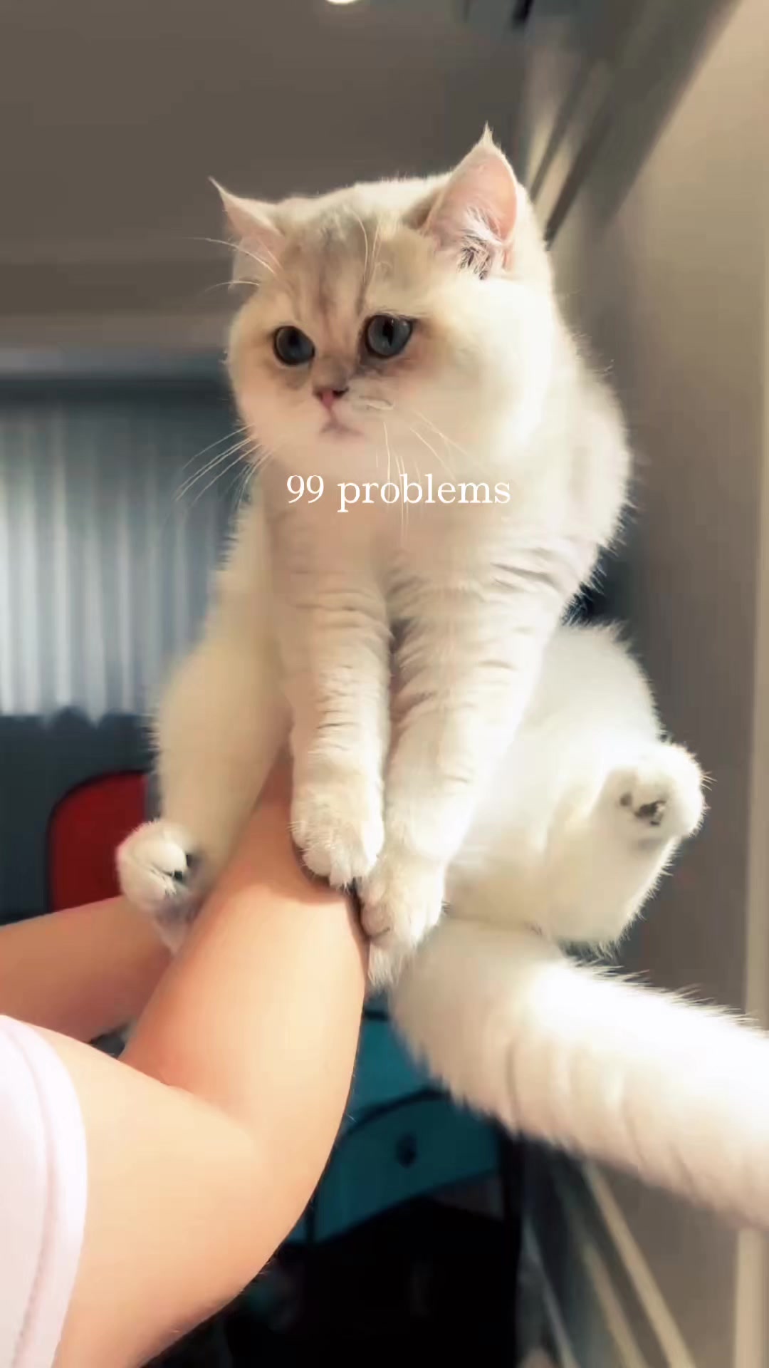 @kittens_uz