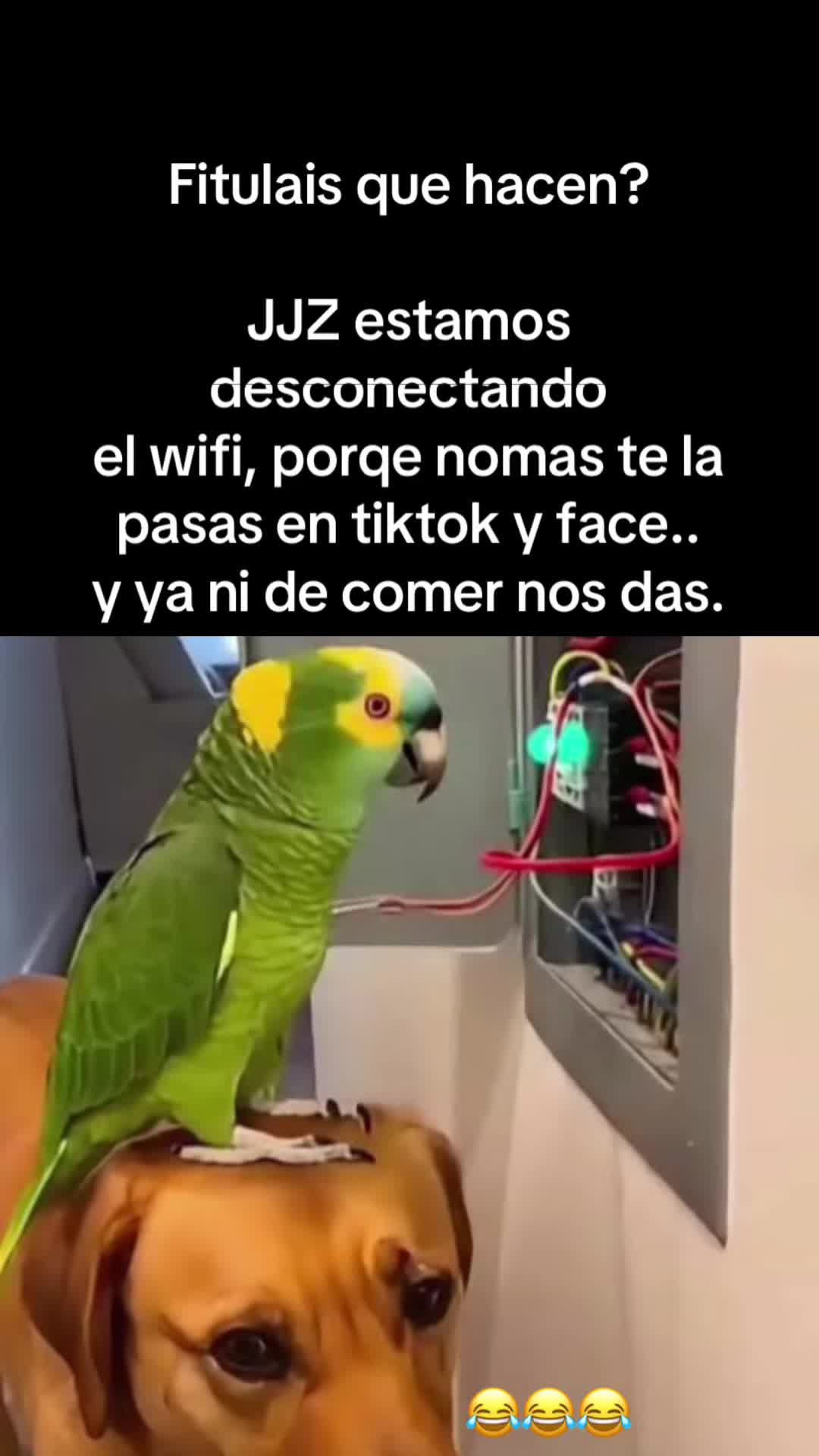 @JJZ