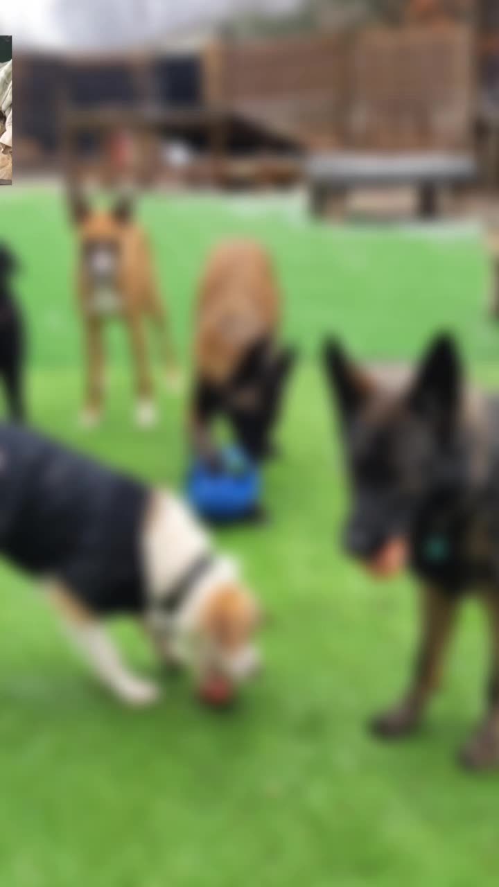 @Magicdogland.com