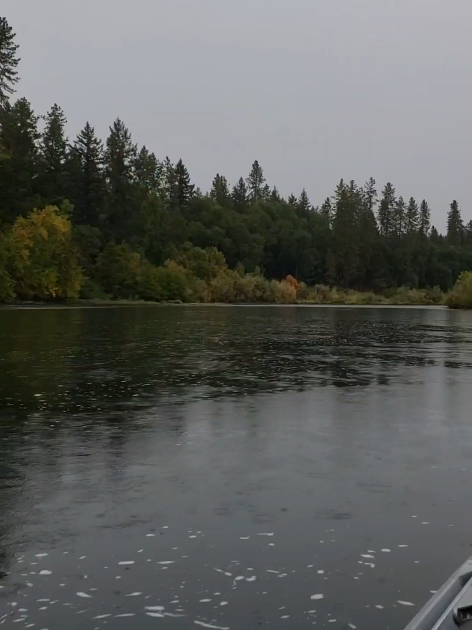 @ba ba black sheep.. pnw