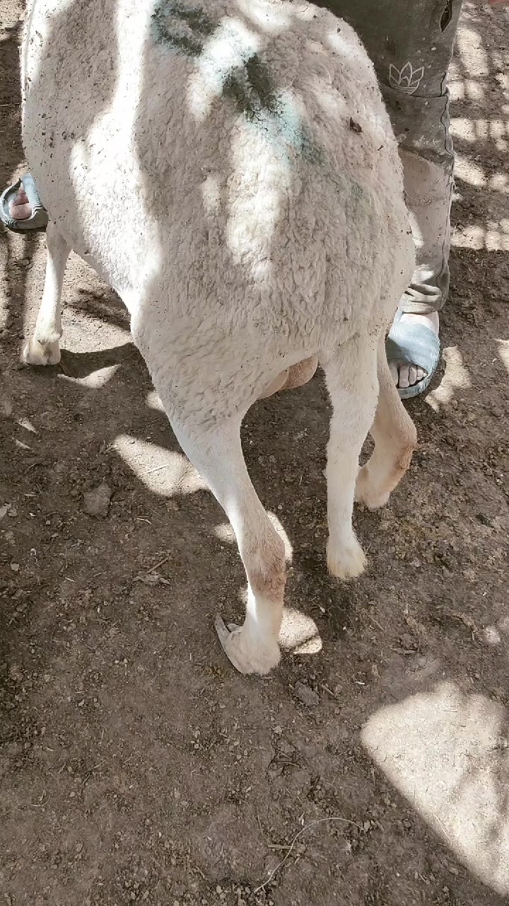 @طبيب بيطري و أفتخر