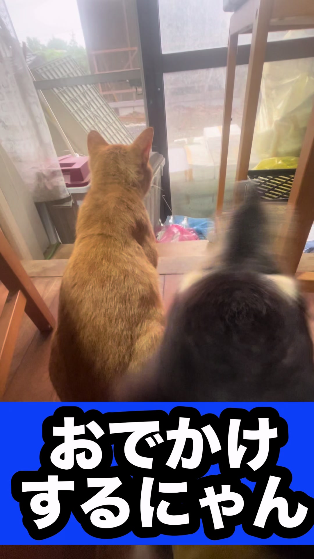 @藤原 政宗 動物好き❤️飛行機好き❤️
