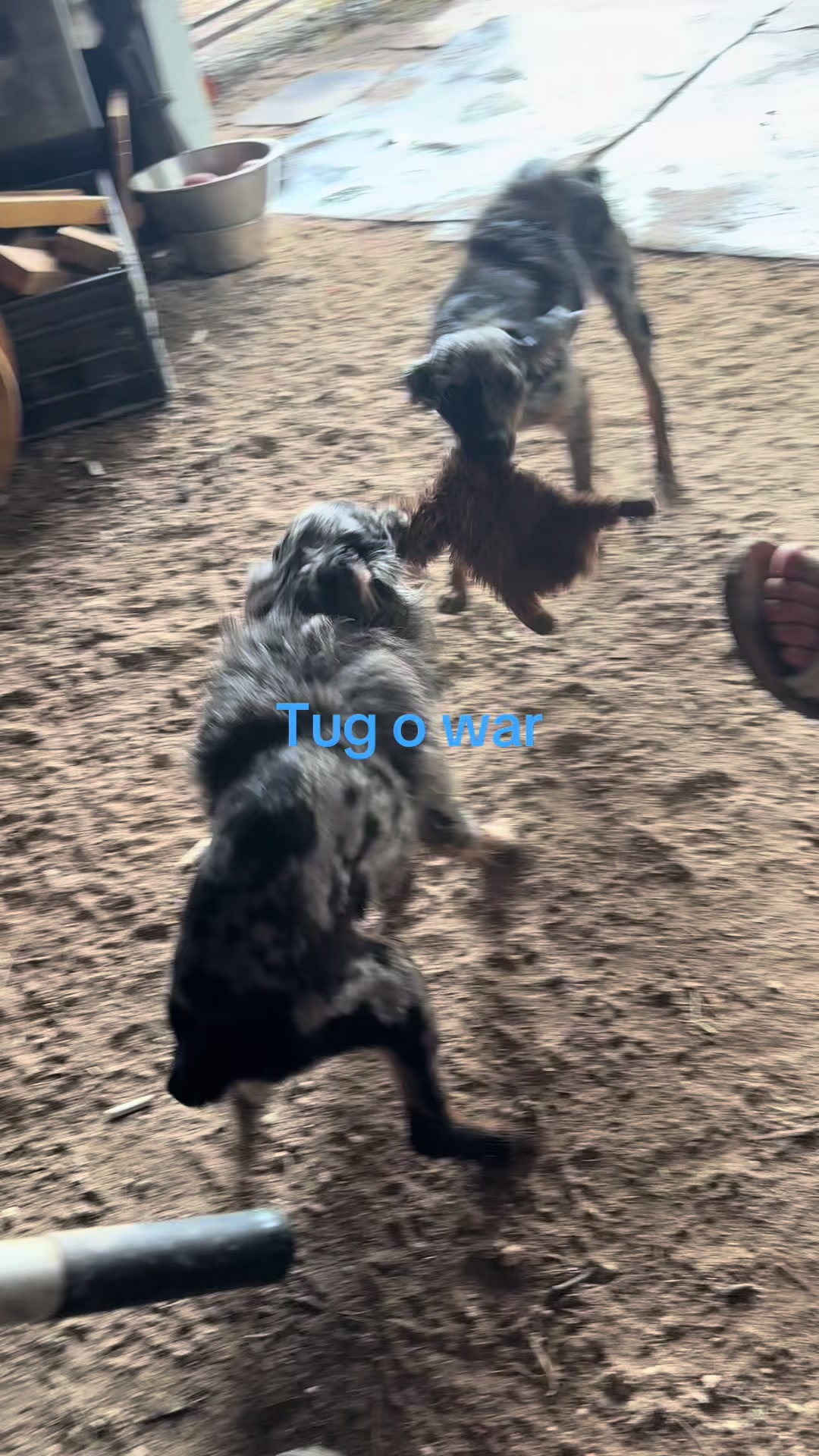 @angie.and.the_dogs