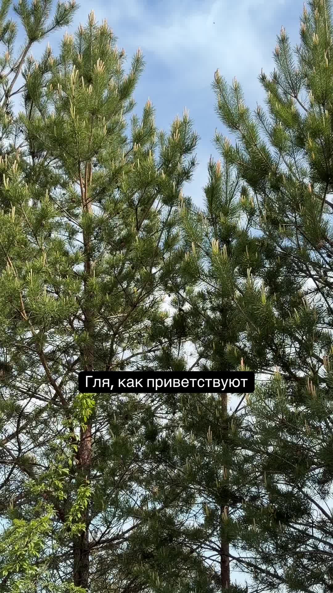 @Инна Плю́та