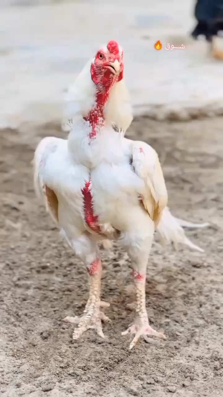 @شــوق 🔥
