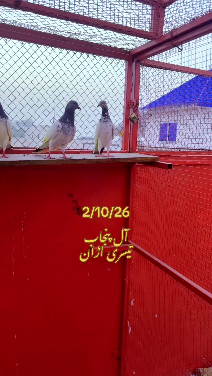 @Hassan Lali