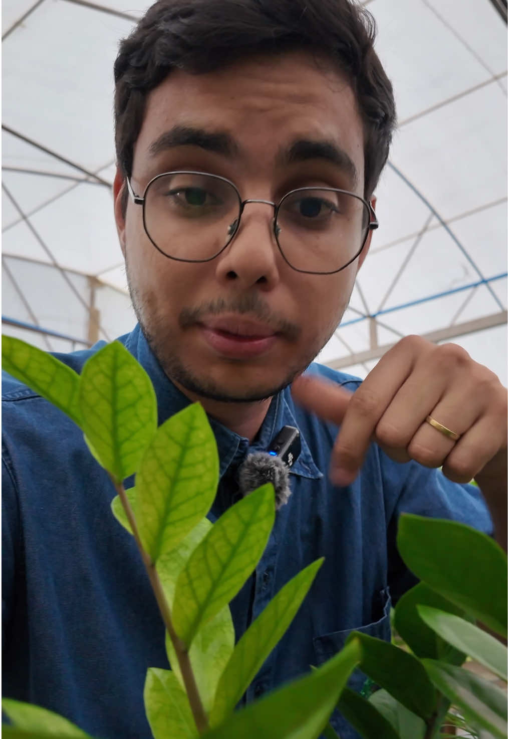 @ViveiroPauBrasil