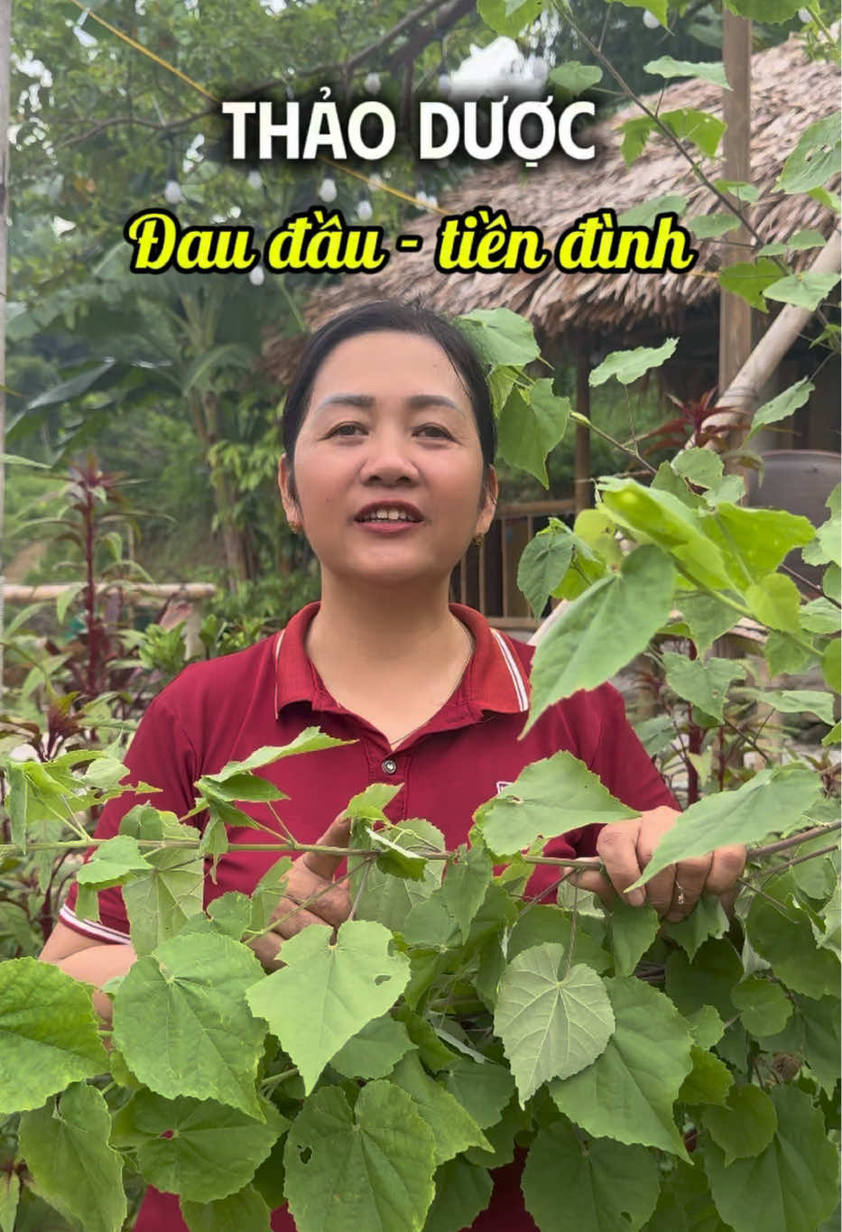 @Cô Sinh Thảo dược Cao Lan