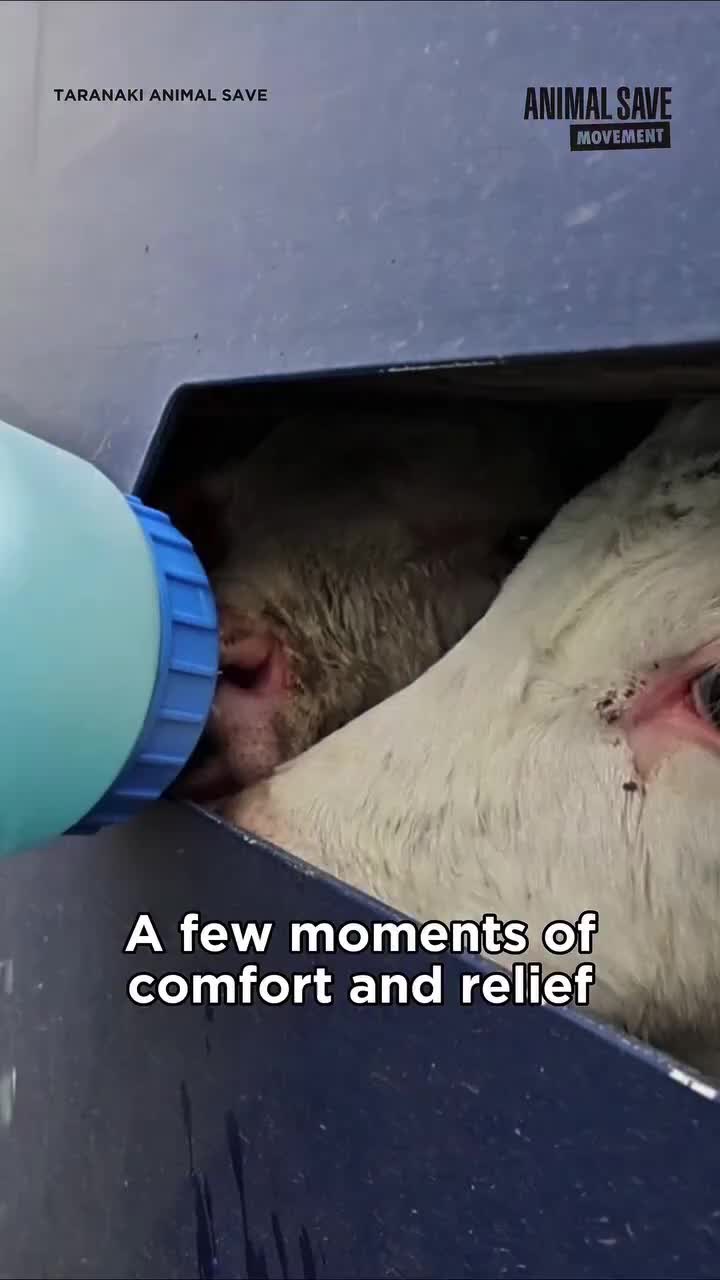@Animal Save Movement