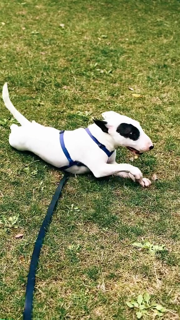 @Terra_Viva_minibullterrier