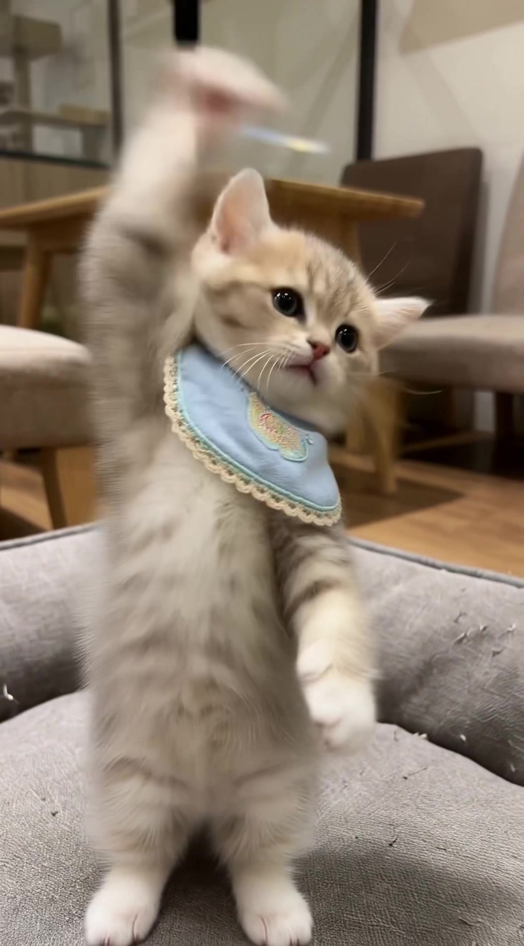 @Go ! Go! Catolution!