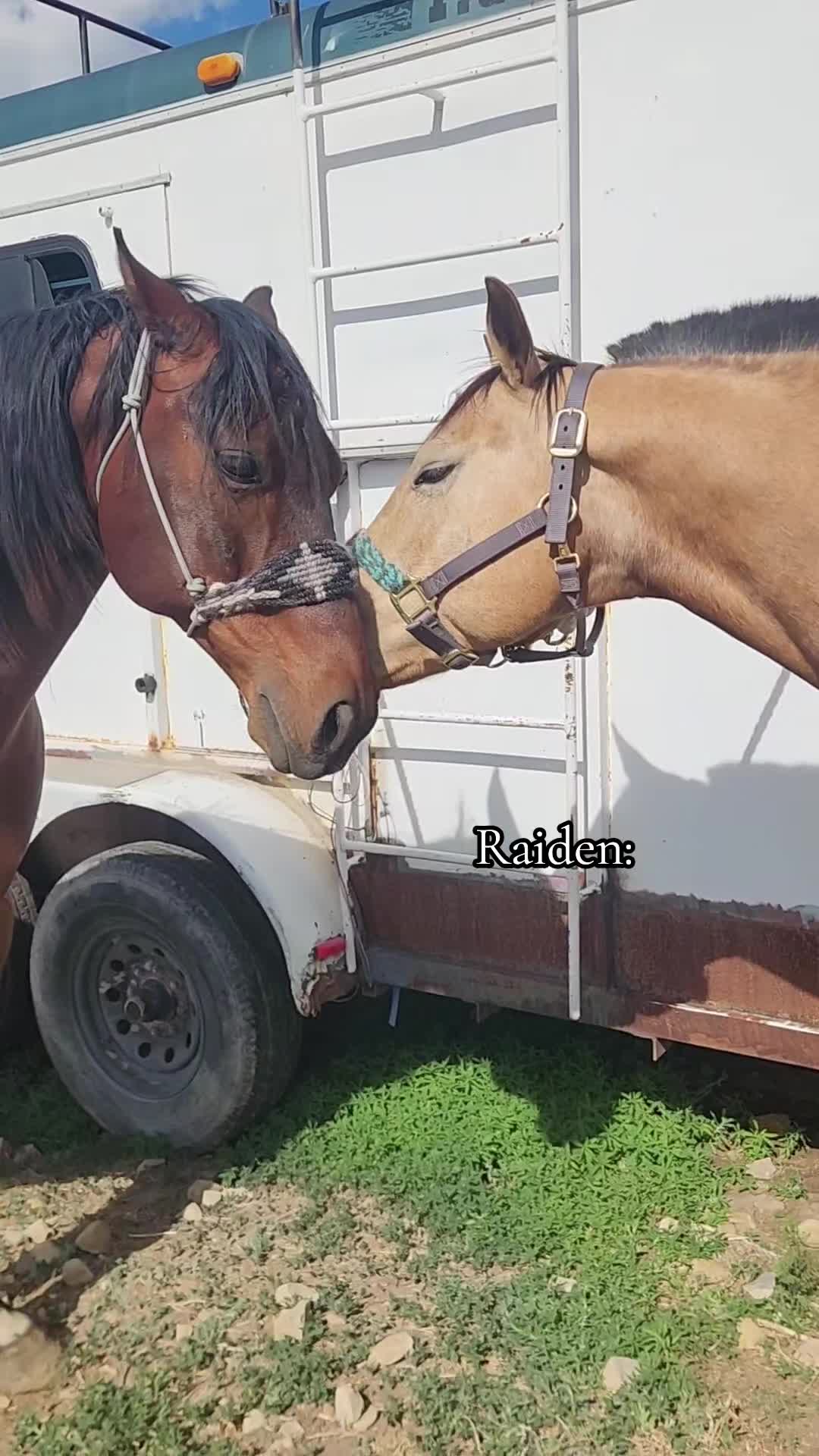 @Olsen Horse & Cattle Co. LLC