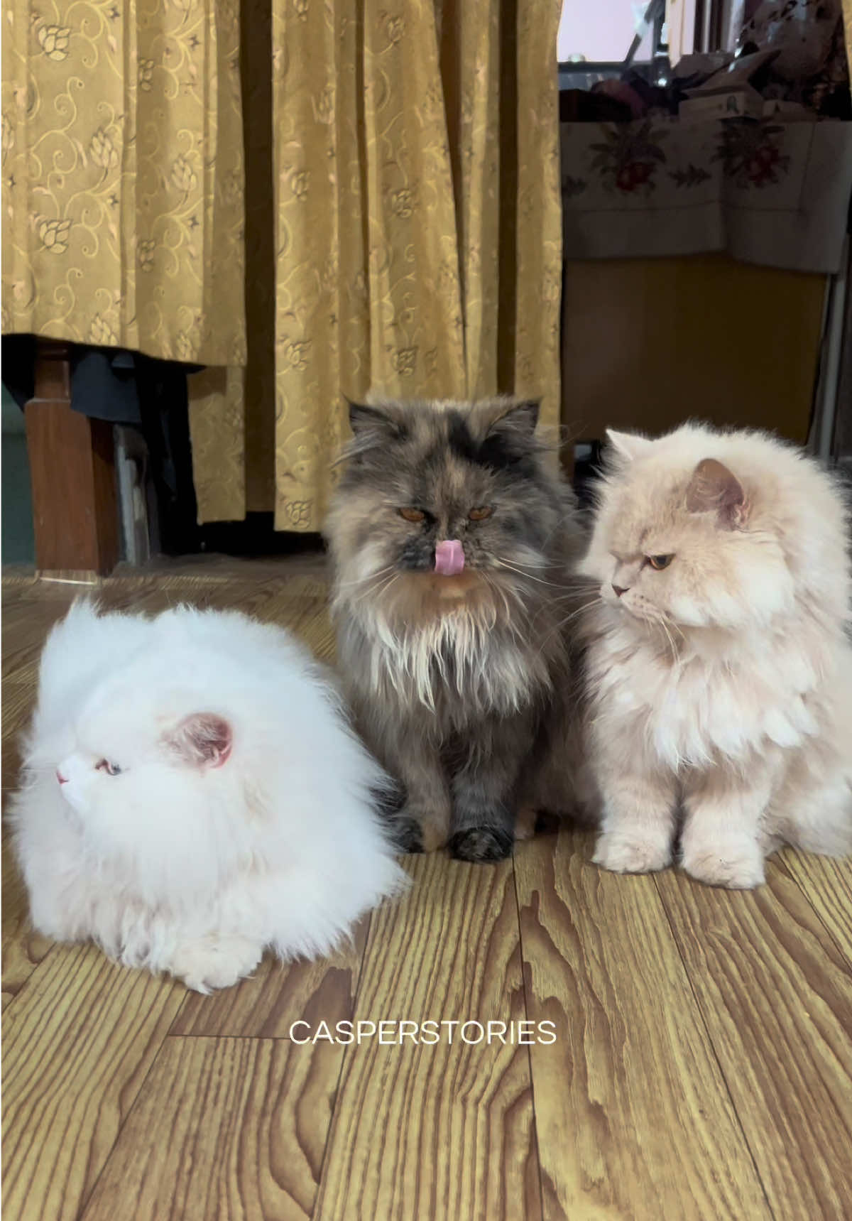 @𝑪𝒂𝒔𝒑𝒆𝒓 & 𝑴𝒊𝒏𝒏𝒊𝒆 🐾