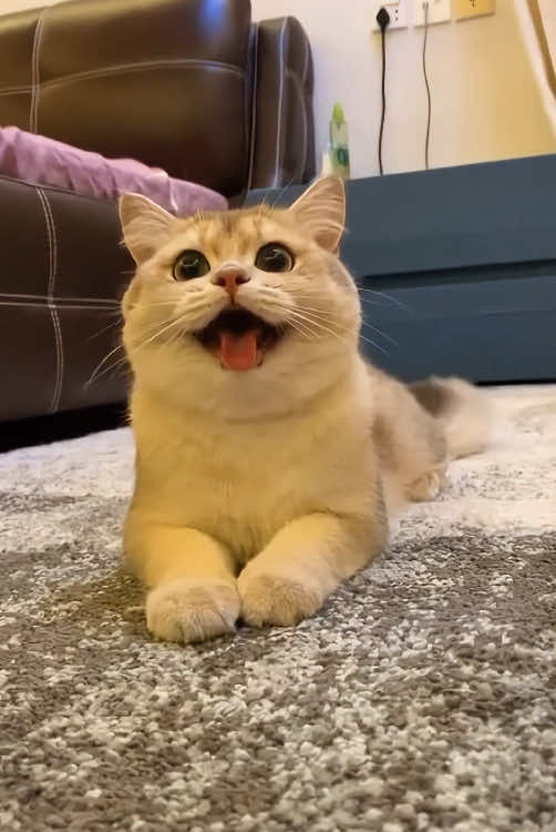 @funnyanimalvideo99