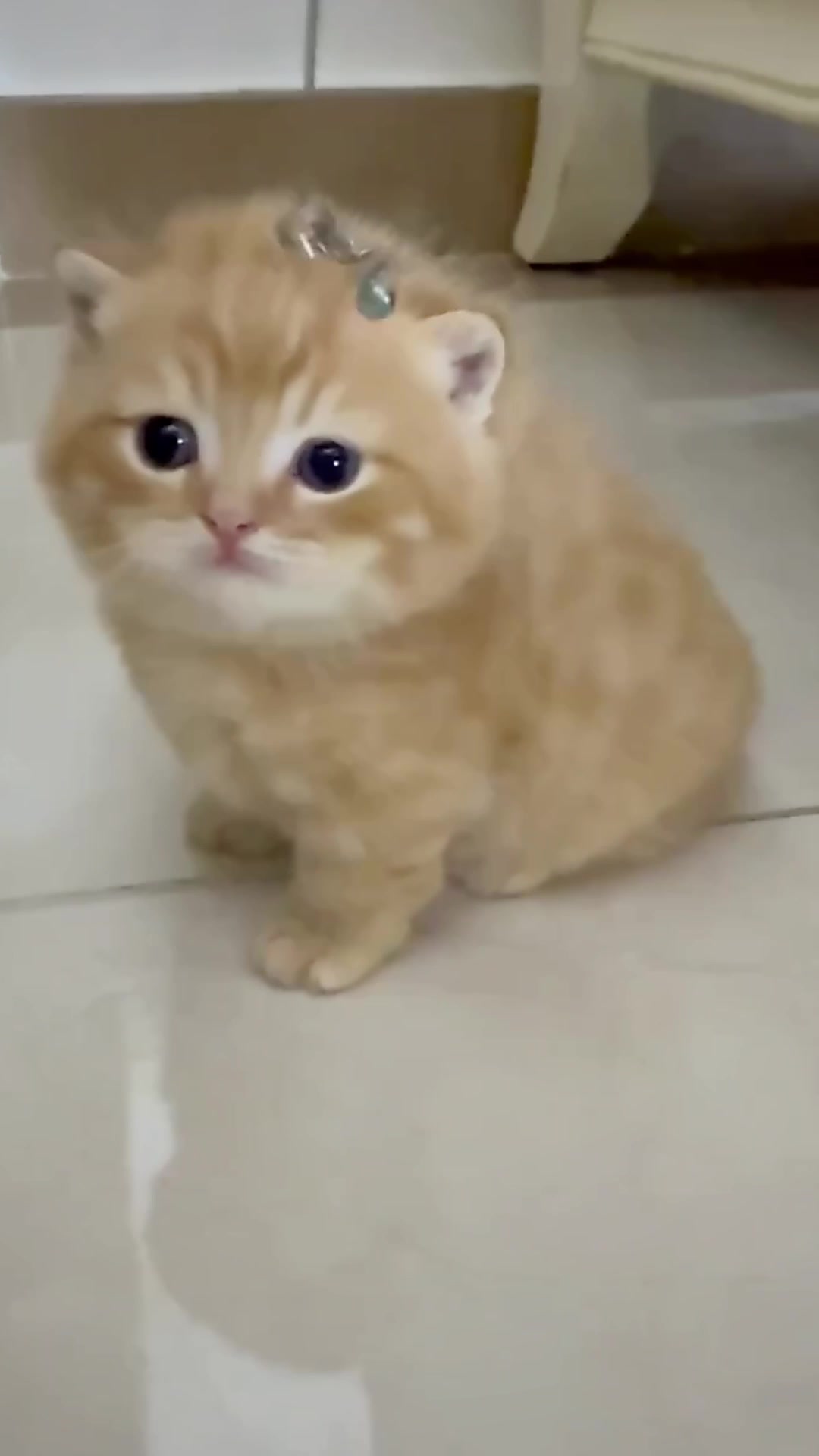@catbosssss