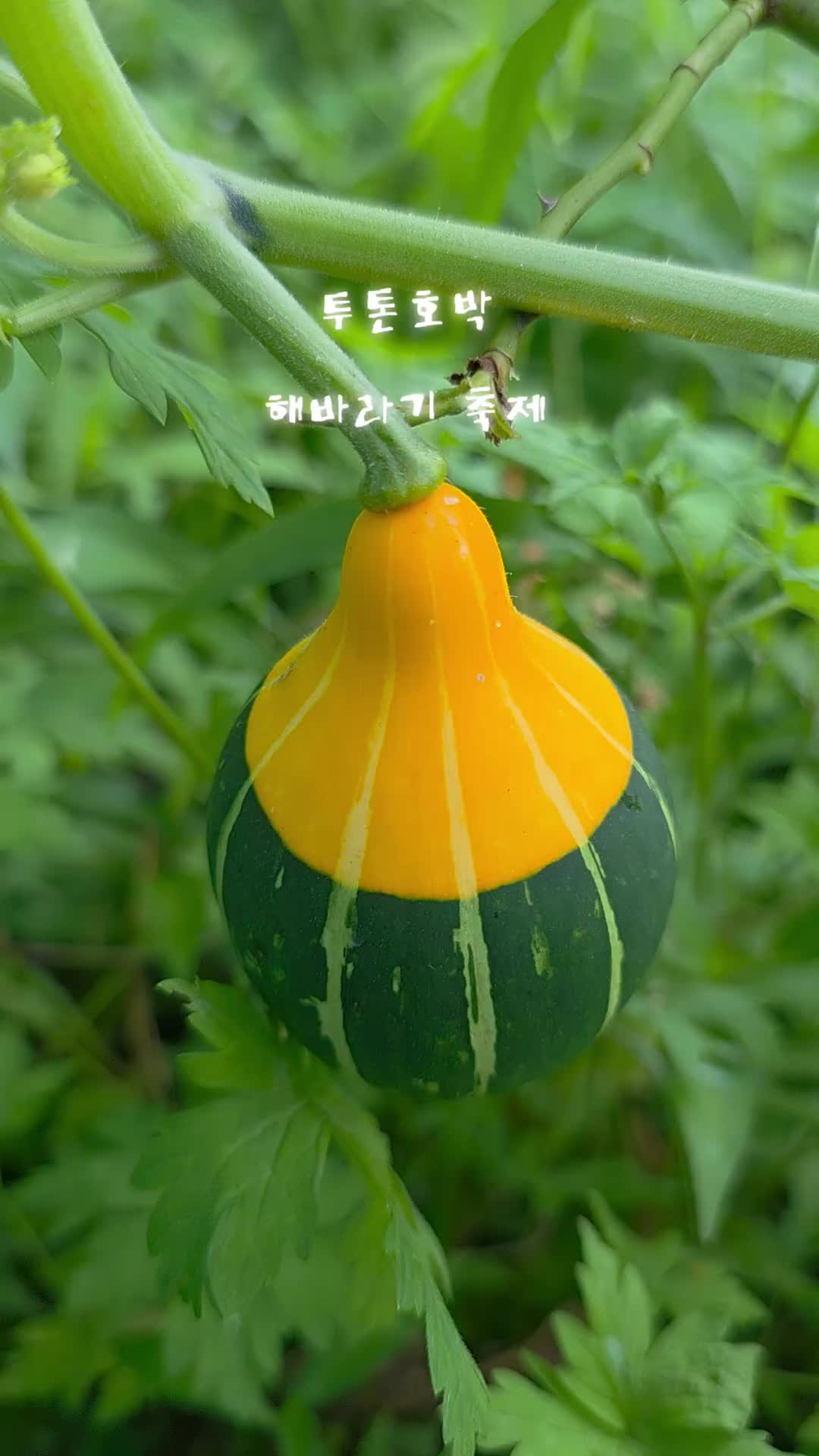 @유튜브 "정선사람들" 안용현
