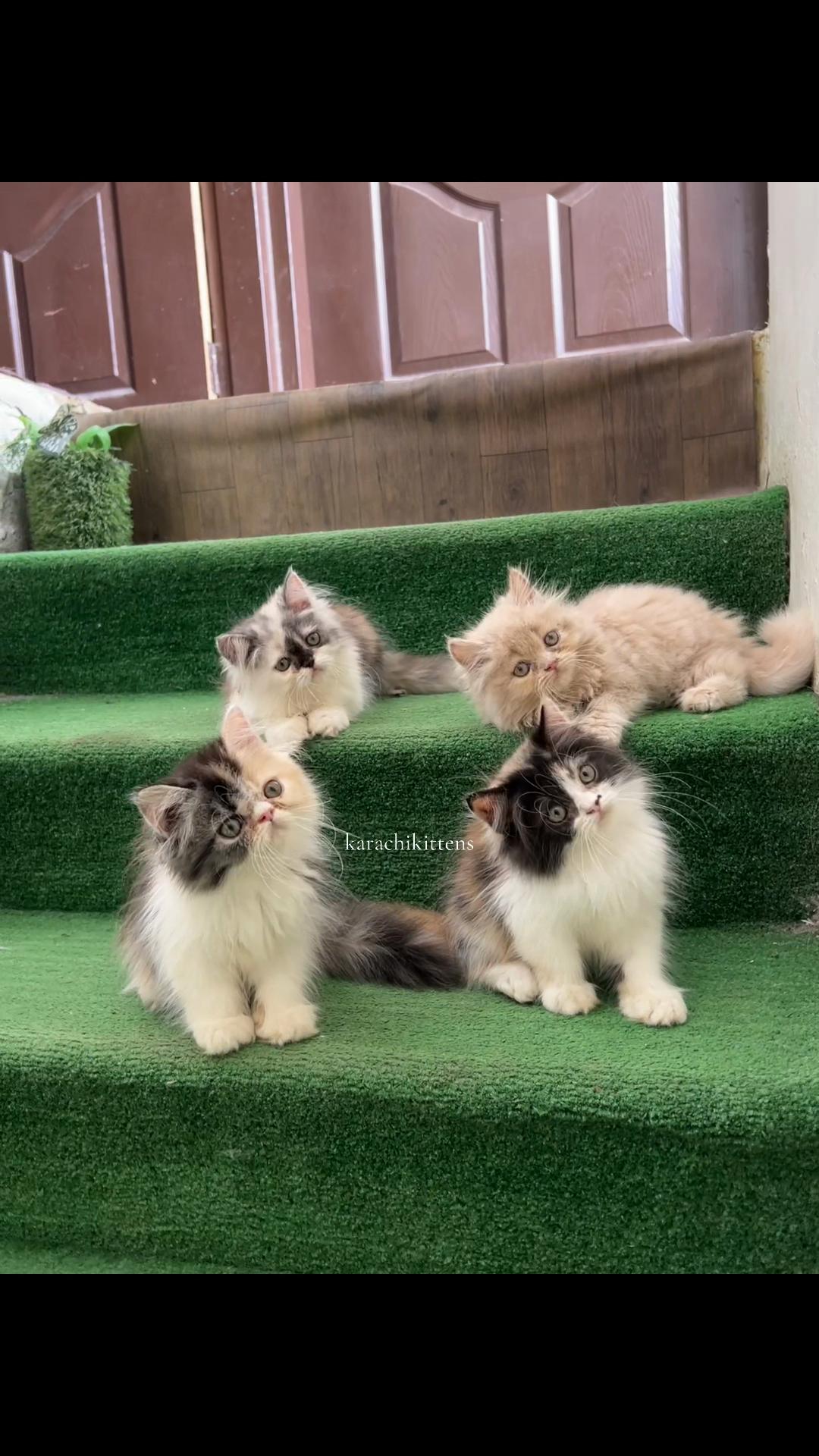 @karachikittens