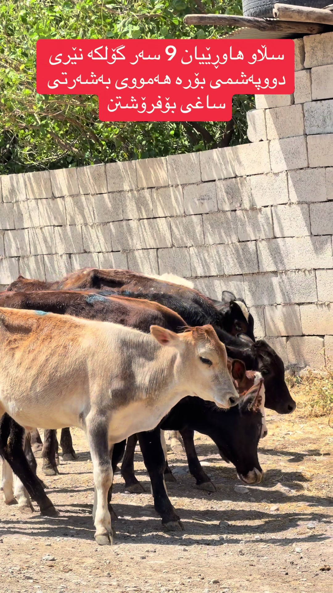 @مەیدانی ئاژەڵانی محمد 🐄🐂