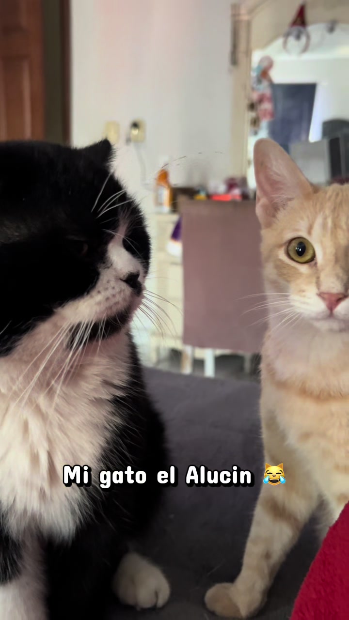 @Chat&Oro