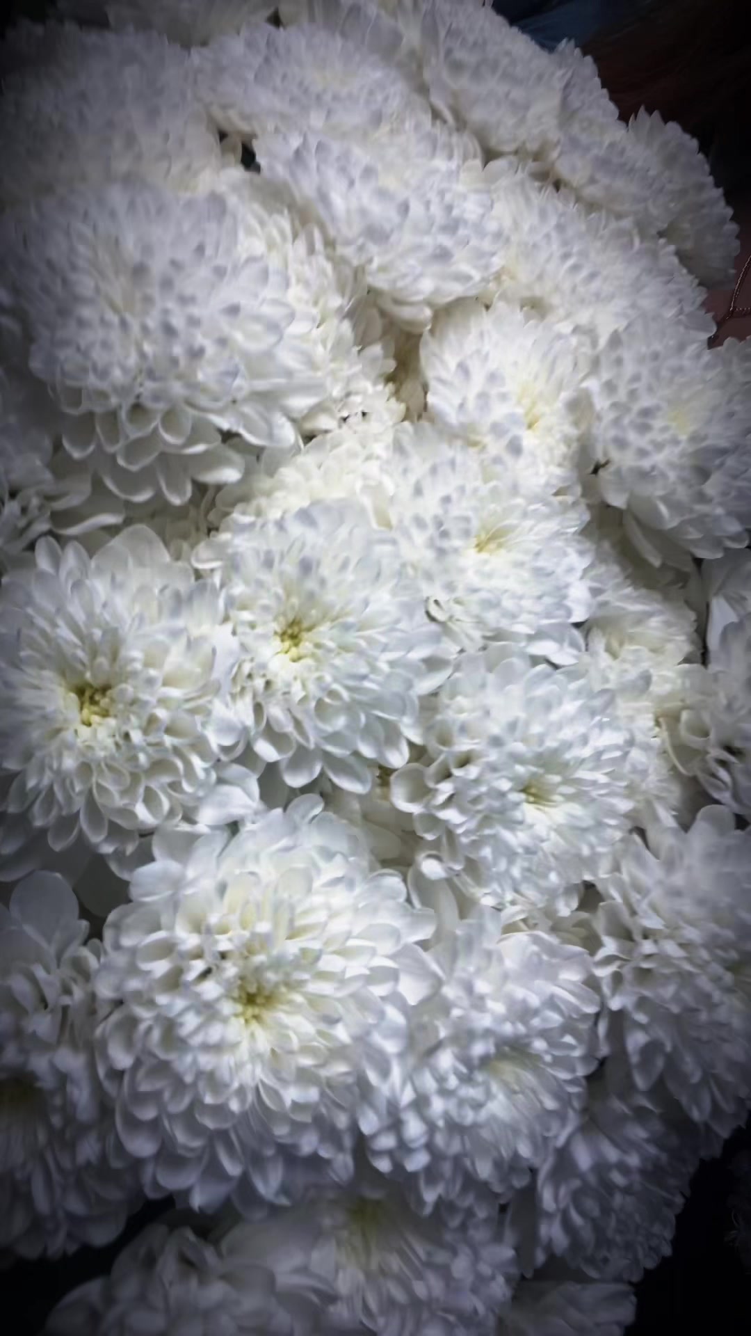@- Вредный Ангел -😇 🖤