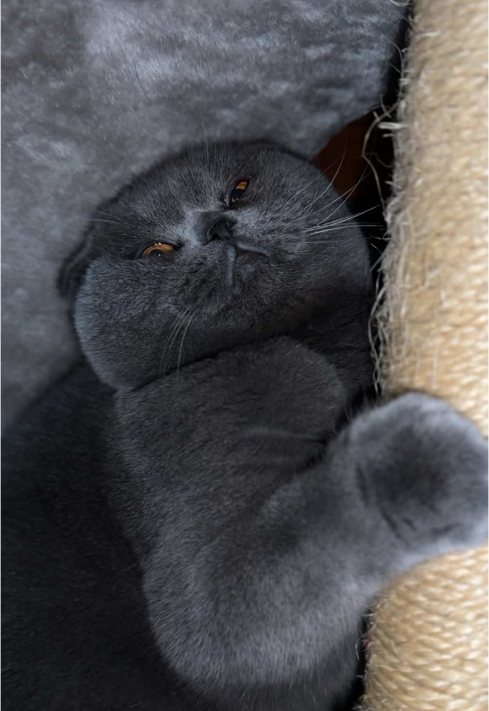 @BOBI🐈⬛