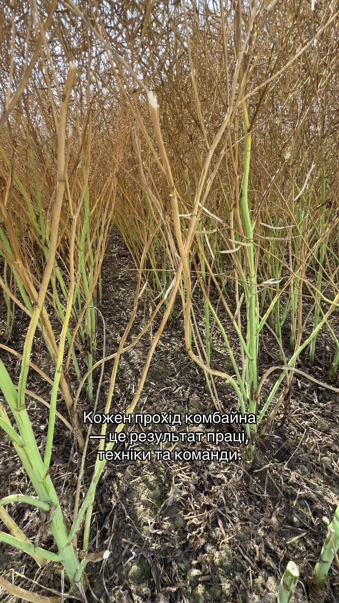 @🚜_ Viktor_Agro_🌾