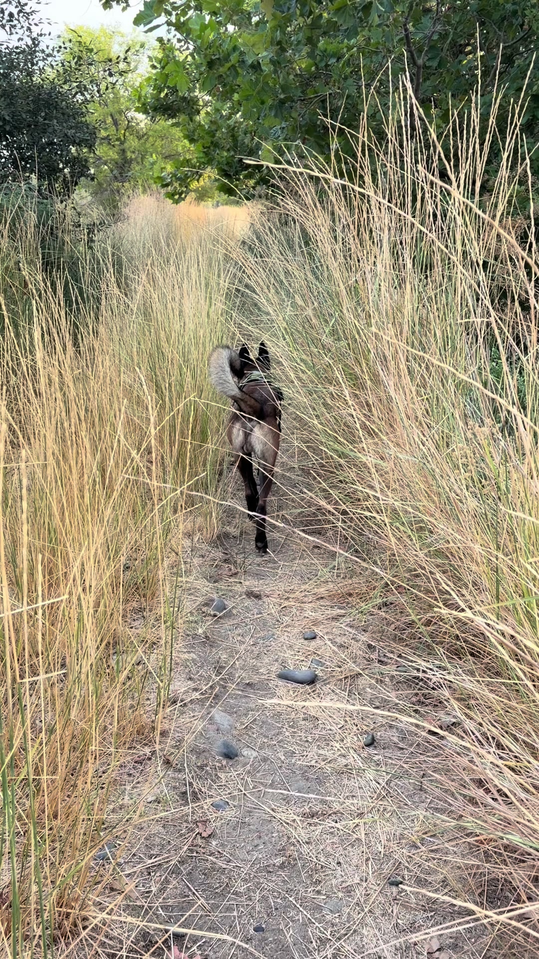 @bolo_belgianmalinois