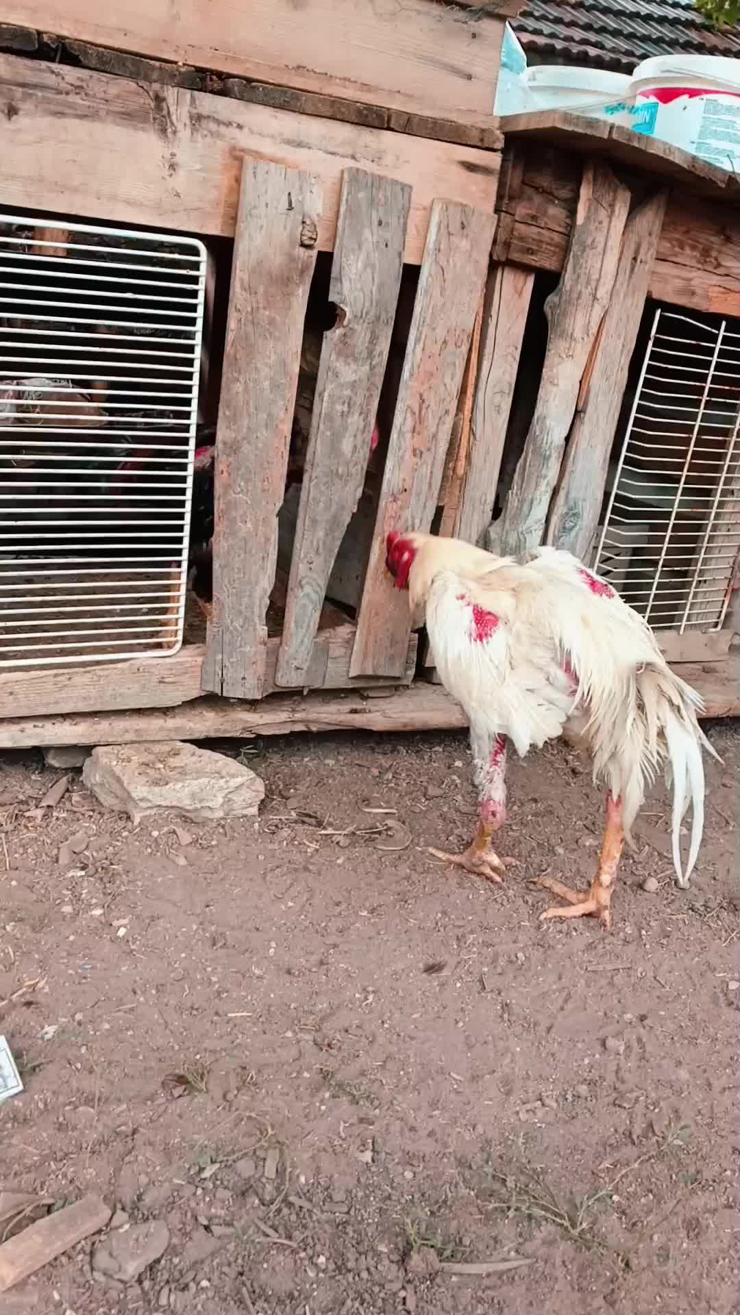@H&uuml;seyin _t&uuml;fekli 🦅