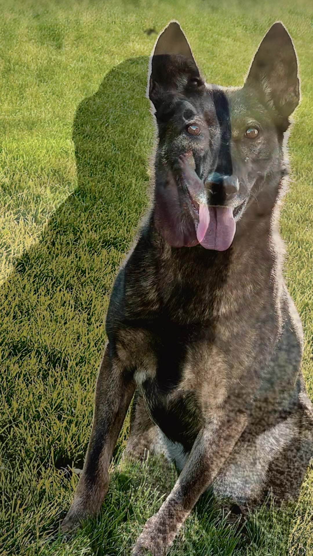 @K9 Dina