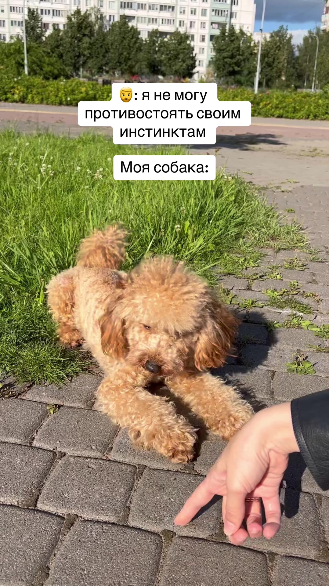 @СТЕЙСИ 🐩🧝🏼♀️
