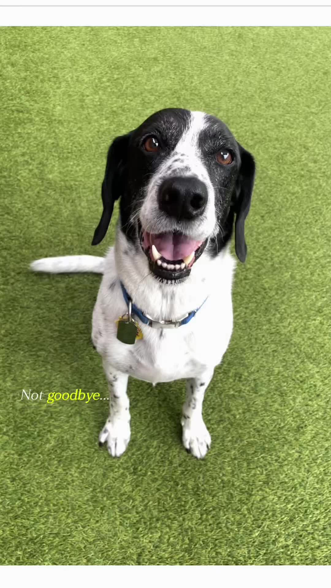 @Waghouse Dog Daycare