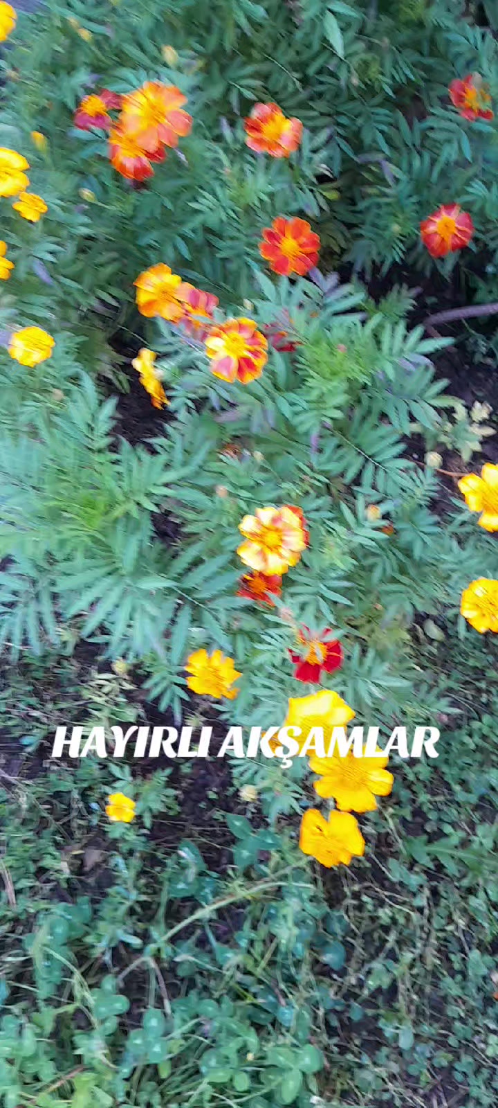 @Hasan Yılmaz