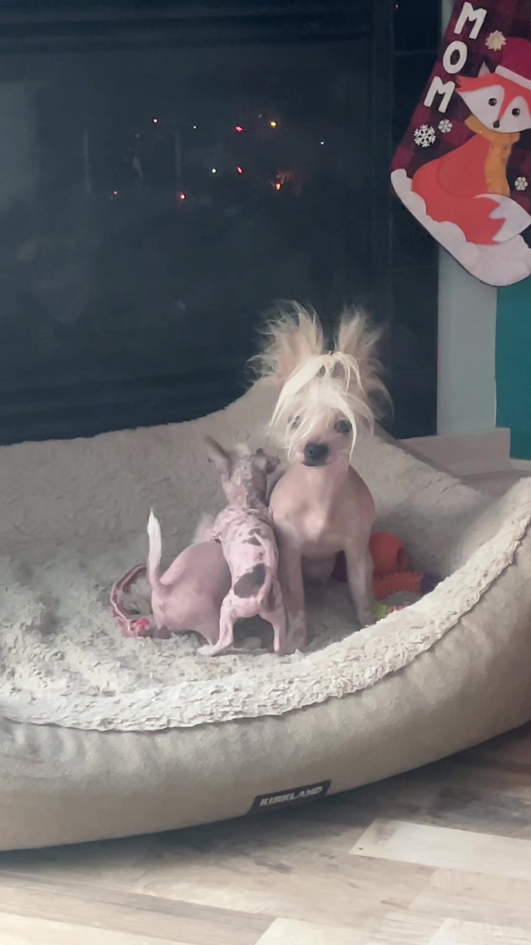 @Chinese Crested Cuties