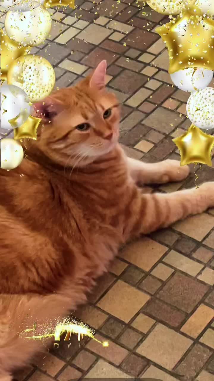 @TIKTOK&rsquo;S KING