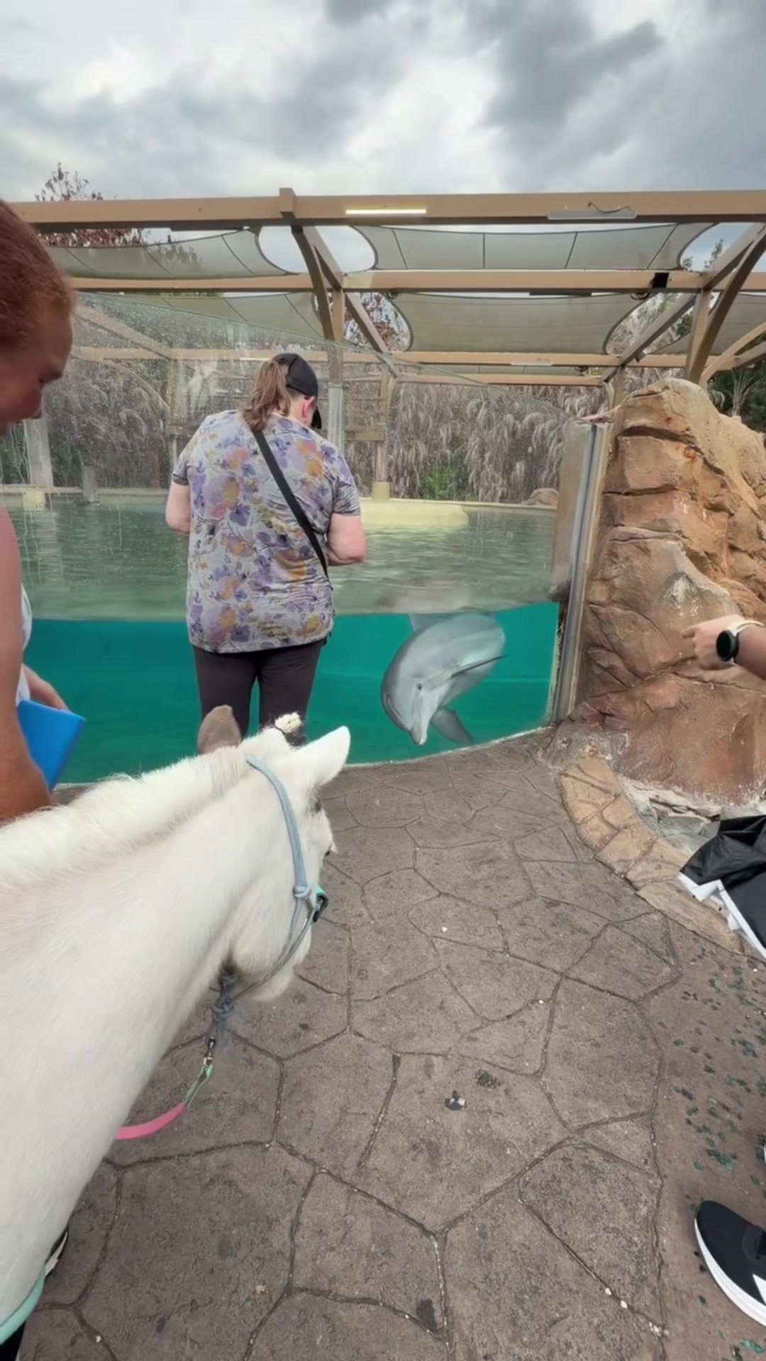 @Sugarfoot the Therapy Horse